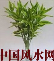 郑州十二生肖养什么植物最旺财运？你知道吗！